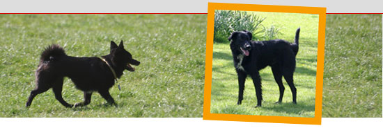 Tierarztpraxis dr. Specht - Hamburg Harvestehude: Hunde